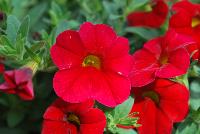 Caloha® Calibrachoa Real Red -- Brand new from COHEN Propagation @ Pacific Plug & Liner, Spring Trials 2016: Caloha™ Calibrachoa 'Real Red' featuring true, deep red flowers prolifically covering the underlying green leaves.