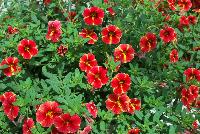 Caloha® Calibrachoa Red Yellow Star -- New from COHEN Propagation @ Pacific Plug & Liner, Spring Trials 2016: Caloha™ Calibrachoa 'Red Yellow Star' featuring bright red flowers with a yellow star pattern emanating from the yellow center, prolifically covering the underlying green leaves.