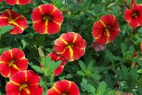 Caloha® Calibrachoa Red Yellow Star -- New from COHEN Propagation @ Pacific Plug & Liner, Spring Trials 2016: Caloha™ Calibrachoa 'Red Yellow Star' featuring bright red flowers with a yellow star pattern emanating from the yellow center, prolifically covering the underlying green leaves.