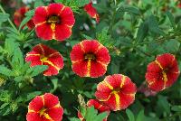 Caloha® Calibrachoa Red Yellow Star -- New from COHEN Propagation @ Pacific Plug & Liner, Spring Trials 2016: Caloha™ Calibrachoa 'Red Yellow Star' featuring bright red flowers with a yellow star pattern emanating from the yellow center, prolifically covering the underlying green leaves.