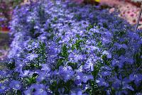 California® Lobelia Sky Blue -- From COHEN Propagation @ Pacific Plug & Liner, Spring Trials 2016: California Lobelia 'Sky Blue' featuring masses of brilliant sky blue flowers with tiny white faces on subtle light green stems and foliage.