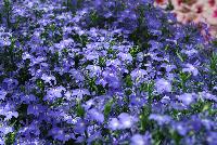 California® Lobelia Sky Blue -- From COHEN Propagation @ Pacific Plug & Liner, Spring Trials 2016: California Lobelia 'Sky Blue' featuring masses of brilliant sky blue flowers with tiny white faces on subtle light green stems and foliage.