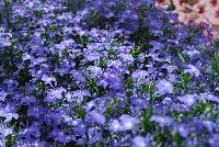 California® Lobelia Sky Blue -- From COHEN Propagation @ Pacific Plug & Liner, Spring Trials 2016: California Lobelia 'Sky Blue' featuring masses of brilliant sky blue flowers with tiny white faces on subtle light green stems and foliage.