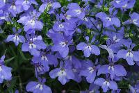 California® Lobelia Sky Blue -- From COHEN Propagation @ Pacific Plug & Liner, Spring Trials 2016: California Lobelia 'Sky Blue' featuring masses of brilliant sky blue flowers with tiny white faces on subtle light green stems and foliage.