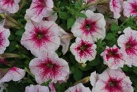 Happy® Petunia Pink Rose Vein -- From COHEN Propagation @ Pacific Plug & Liner, Spring Trials 2016: Happy™ Petunia 'Pink Rose Vein' featuring masses of brilliant light pink flowers with prominent rose veining that grows darker toward the center, all on vibrant green  foliage.