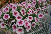 Happy® Petunia Pink Rose Vein -- From COHEN Propagation @ Pacific Plug & Liner, Spring Trials 2016: Happy™ Petunia 'Pink Rose Vein' featuring masses of brilliant light pink flowers with prominent rose veining that grows darker toward the center, all on vibrant green  foliage.