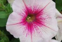 Happy® Petunia Pink Rose Vein -- From COHEN Propagation @ Pacific Plug & Liner, Spring Trials 2016: Happy™ Petunia 'Pink Rose Vein' featuring masses of brilliant light pink flowers with prominent rose veining that grows darker toward the center, all on vibrant green  foliage.