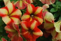 Happy® Petunia Yellow Orange Stripes -- From COHEN Propagation @ Pacific Plug & Liner, Spring Trials 2016: Happy™ Petunia 'Yellow Orange Stripes' featuring masses of dark orange flowers with prominent yellow stripes, all on vibrant green  foliage.