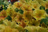 Happy Magic® Petunia Giant Dijon -- From COHEN Propagation @ Pacific Plug & Liner, Spring Trials 2016: Happy™ Petunia 'Giant Dijon' featuring masses of dark yellow with orange flowers, all on vibrant light green  foliage.