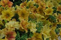 Happy Magic® Petunia Giant Dijon -- From COHEN Propagation @ Pacific Plug & Liner, Spring Trials 2016: Happy™ Petunia 'Giant Dijon' featuring masses of dark yellow with orange flowers, all on vibrant light green  foliage.