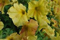 Happy Magic® Petunia Giant Dijon -- From COHEN Propagation @ Pacific Plug & Liner, Spring Trials 2016: Happy™ Petunia 'Giant Dijon' featuring masses of dark yellow with orange flowers, all on vibrant light green  foliage.