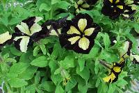 Happy Magic® Petunia Giant Velvet Yellow -- From COHEN Propagation @ Pacific Plug & Liner, Spring Trials 2016: Happy Magic™ Petunia 'Giant Velvet Yellow' featuring masses of velvety black with bright lemon yellow, starred flowers, all on vibrant light green  foliage.