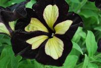 Happy Magic® Petunia Giant Velvet Yellow -- From COHEN Propagation @ Pacific Plug & Liner, Spring Trials 2016: Happy Magic™ Petunia 'Giant Velvet Yellow' featuring masses of velvety black with bright lemon yellow, starred flowers, all on vibrant light green  foliage.