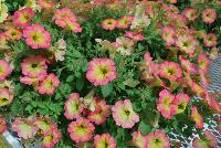 Happy Magic® Petunia Cremissimo Improved -- From COHEN Propagation @ Pacific Plug & Liner, Spring Trials 2016: Happy Magic™ Petunia 'Cremissimo' featuring masses of light salmon-pink flowers with bright lemon yellow centers, all on vibrant light green  foliage.