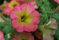 Happy Magic® Petunia Cremissimo Improved -- From COHEN Propagation @ Pacific Plug & Liner, Spring Trials 2016: Happy Magic™ Petunia 'Cremissimo' featuring masses of light salmon-pink flowers with bright lemon yellow centers, all on vibrant light green  foliage.