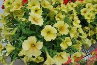 Happy® Petunia Marble Yellow -- From COHEN Propagation @ Pacific Plug & Liner, Spring Trials 2016: Happy™ Petunia 'Marble Yellow' featuring masses of light lemon yellow flowers with occasional orange whispers, all on vibrant green  foliage.