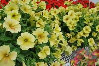 Happy® Petunia Marble Yellow -- From COHEN Propagation @ Pacific Plug & Liner, Spring Trials 2016: Happy™ Petunia 'Marble Yellow' featuring masses of light lemon yellow flowers with occasional orange whispers, all on vibrant green  foliage.