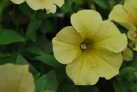 Happy® Petunia Marble Yellow -- From COHEN Propagation @ Pacific Plug & Liner, Spring Trials 2016: Happy™ Petunia 'Marble Yellow' featuring masses of light lemon yellow flowers with occasional orange whispers, all on vibrant green  foliage.