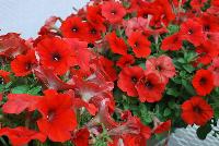 Happy® Petunia Fire Red -- From COHEN Propagation @ Pacific Plug & Liner, Spring Trials 2016: Happy™ Petunia 'Fire Red' featuring masses of bright, bright red flowers with dark centers, all on vibrant green  foliage.