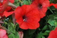 Happy® Petunia Fire Red -- From COHEN Propagation @ Pacific Plug & Liner, Spring Trials 2016: Happy™ Petunia 'Fire Red' featuring masses of bright, bright red flowers with dark centers, all on vibrant green  foliage.