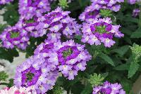Tiara® Mickey Verbena Blue Lavender -- From COHEN Propagation @ Pacific Plug & Liner, Spring Trials 2016: the Tiara Mickey™ Verbena 'Blue Lavender' featuring clusters of blue-lavender flowers with white centers, prolifically covering masses of dark green velvety foliage.