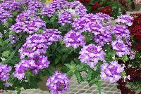 Tiara® Mickey Verbena Blue Lavender -- From COHEN Propagation @ Pacific Plug & Liner, Spring Trials 2016: the Tiara Mickey™ Verbena 'Blue Lavender' featuring clusters of blue-lavender flowers with white centers, prolifically covering masses of dark green velvety foliage.