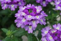Tiara® Mickey Verbena Blue Lavender -- From COHEN Propagation @ Pacific Plug & Liner, Spring Trials 2016: the Tiara Mickey™ Verbena 'Blue Lavender' featuring clusters of blue-lavender flowers with white centers, prolifically covering masses of dark green velvety foliage.
