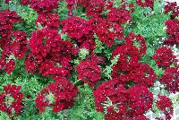 Lapel Verbena Burgundy -- New from COHEN Propagation @ Pacific Plug & Liner, Spring Trials 2016: the Lapel™ Verbena 'Burgundy' featuring clusters of rich burgundy red flowers with tiny white centers, prolifically covering masses of dark green foliage.