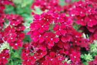Lapel Verbena Burgundy -- New from COHEN Propagation @ Pacific Plug & Liner, Spring Trials 2016: the Lapel™ Verbena 'Burgundy' featuring clusters of rich burgundy red flowers with tiny white centers, prolifically covering masses of dark green foliage.