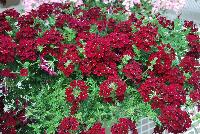 Lapel Verbena Burgundy -- New from COHEN Propagation @ Pacific Plug & Liner, Spring Trials 2016: the Lapel™ Verbena 'Burgundy' featuring clusters of rich burgundy red flowers with tiny white centers, prolifically covering masses of dark green foliage.