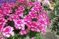 Tiara® Mickey Verbena Magenta Pink -- From COHEN Propagation @ Pacific Plug & Liner, Spring Trials 2016: the Tiara® Mickey Verbena 'Magenta Pink' featuring clusters of magenta-pink flowers with light-pink to white centers, prolifically covering masses of light green foliage.