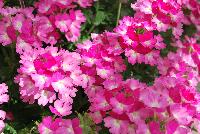 Tiara® Mickey Verbena Magenta Pink -- From COHEN Propagation @ Pacific Plug & Liner, Spring Trials 2016: the Tiara® Mickey Verbena 'Magenta Pink' featuring clusters of magenta-pink flowers with light-pink to white centers, prolifically covering masses of light green foliage.