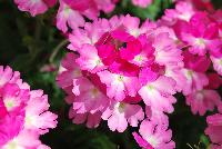 Tiara® Mickey Verbena Magenta Pink -- From COHEN Propagation @ Pacific Plug & Liner, Spring Trials 2016: the Tiara® Mickey Verbena 'Magenta Pink' featuring clusters of magenta-pink flowers with light-pink to white centers, prolifically covering masses of light green foliage.