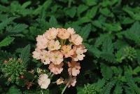 Samira® Verbena Peach -- From COHEN Propagation @ Pacific Plug & Liner, Spring Trials 2016: the Samira Verbena 'Peach' featuring clusters of dark red-orange to peach to light salmon-orange flowers with tiny light yellow centers, prolifically covering masses of deep green foliage.