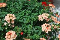 Samira® Verbena Peach -- From COHEN Propagation @ Pacific Plug & Liner, Spring Trials 2016: the Samira Verbena 'Peach' featuring clusters of dark red-orange to peach to light salmon-orange flowers with tiny light yellow centers, prolifically covering masses of deep green foliage.