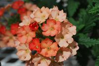 Samira® Verbena Peach -- From COHEN Propagation @ Pacific Plug & Liner, Spring Trials 2016: the Samira Verbena 'Peach' featuring clusters of dark red-orange to peach to light salmon-orange flowers with tiny light yellow centers, prolifically covering masses of deep green foliage.