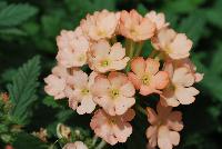 Samira® Verbena Peach -- From COHEN Propagation @ Pacific Plug & Liner, Spring Trials 2016: the Samira Verbena 'Peach' featuring clusters of dark red-orange to peach to light salmon-orange flowers with tiny light yellow centers, prolifically covering masses of deep green foliage.