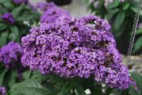 Nautilus® Heliotropium Blue -- From COHEN Propagation @ Pacific Plug & Liner, Spring Trials 2016: the Nautilus Heliotrope 'Blue' featuring massive clusters of dark blue to purplish flowers, prolifically covering textured deep green foliage.