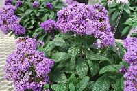 Nautilus® Heliotropium Blue -- From COHEN Propagation @ Pacific Plug & Liner, Spring Trials 2016: the Nautilus Heliotrope 'Blue' featuring massive clusters of dark blue to purplish flowers, prolifically covering textured deep green foliage.