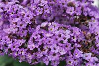 Nautilus® Heliotropium Blue -- From COHEN Propagation @ Pacific Plug & Liner, Spring Trials 2016: the Nautilus Heliotrope 'Blue' featuring massive clusters of dark blue to purplish flowers, prolifically covering textured deep green foliage.