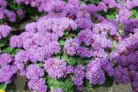 Ariella® Ageratum Violet Improved -- From COHEN Propagation @ Pacific Plug & Liner, Spring Trials 2016: the Ariella Ageratum 'Violet Improved' featuring massive frilly puff-clusters of royal purple to light-purple flower heads, covering textured, curled, deep green leaves.