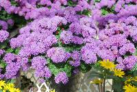 Ariella® Ageratum Violet Improved -- From COHEN Propagation @ Pacific Plug & Liner, Spring Trials 2016: the Ariella Ageratum 'Violet Improved' featuring massive frilly puff-clusters of royal purple to light-purple flower heads, covering textured, curled, deep green leaves.