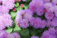 Ariella® Ageratum Violet Improved -- From COHEN Propagation @ Pacific Plug & Liner, Spring Trials 2016: the Ariella Ageratum 'Violet Improved' featuring massive frilly puff-clusters of royal purple to light-purple flower heads, covering textured, curled, deep green leaves.