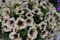 Viva/Glow® Petunia Cappuccino -- Brand New from COHEN Propagation @ Pacific Plug & Liner, Spring Trials 2016: the Viva/Glow Petunia 'Cappuccino' featuring bold, white-cream edges to a rich, dark-brown-centered flower, covering rich green leaves.