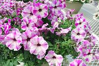 Viva/Glow® Petunia Rose Star -- Brand New from COHEN Propagation @ Pacific Plug & Liner, Spring Trials 2016: the Viva/Glow Petunia 'Rose Star' featuring bright, vivid hot pink to white-centered flowers with a star pattern, covering rich green leaves.