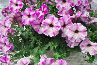 Viva/Glow® Petunia Rose Star -- Brand New from COHEN Propagation @ Pacific Plug & Liner, Spring Trials 2016: the Viva/Glow Petunia 'Rose Star' featuring bright, vivid hot pink to white-centered flowers with a star pattern, covering rich green leaves.