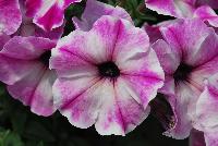 Viva/Glow® Petunia Rose Star -- Brand New from COHEN Propagation @ Pacific Plug & Liner, Spring Trials 2016: the Viva/Glow Petunia 'Rose Star' featuring bright, vivid hot pink to white-centered flowers with a star pattern, covering rich green leaves.