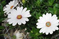 Astra® Osteospermum White Pink Blush -- New from COHEN Propagation @ Pacific Plug & Liner, Spring Trials 2016: the Astra Osteospermum 'White Pink Blush' featuring bright, vivid white flowers with a delicate pink blushing and slight purple-pink cetner, covering stems of rich green leaves.