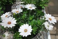 Astra® Osteospermum White Pink Blush -- New from COHEN Propagation @ Pacific Plug & Liner, Spring Trials 2016: the Astra Osteospermum 'White Pink Blush' featuring bright, vivid white flowers with a delicate pink blushing and slight purple-pink cetner, covering stems of rich green leaves.