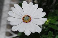 Astra® Osteospermum White Pink Blush -- New from COHEN Propagation @ Pacific Plug & Liner, Spring Trials 2016: the Astra Osteospermum 'White Pink Blush' featuring bright, vivid white flowers with a delicate pink blushing and slight purple-pink cetner, covering stems of rich green leaves.